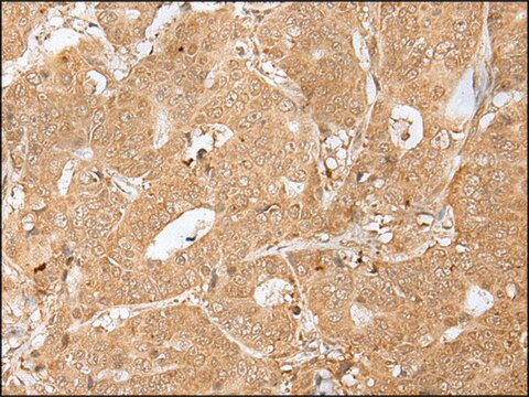 Anti-PEG3 affinity isolated antibody