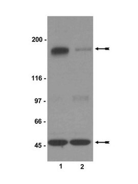 Anti-Phospho-NR2B-(Ser1303-)Antikörper Upstate&#174;, from rabbit