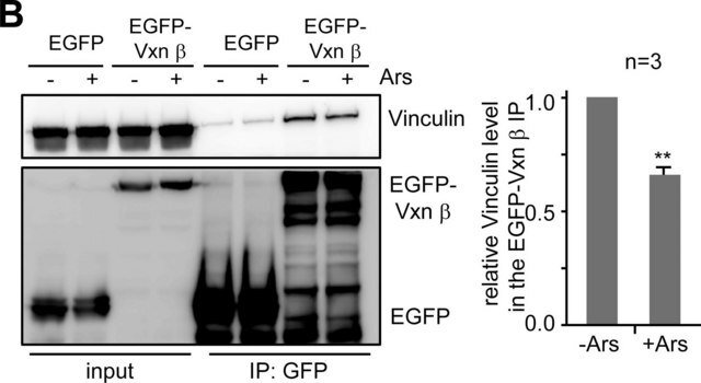 Anti-Vinculin antibody, Mouse monoclonal clone hVIN-1, purified from hybridoma cell culture