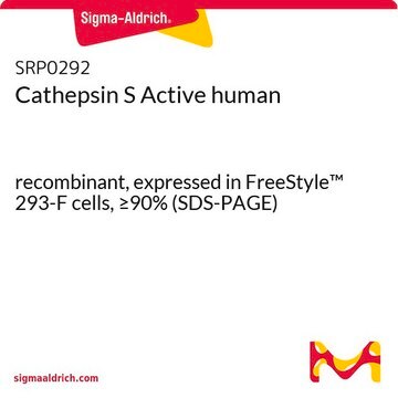 Cathepsin S Active human recombinant, expressed in FreeStyle&#8482; 293-F cells, &#8805;90% (SDS-PAGE)