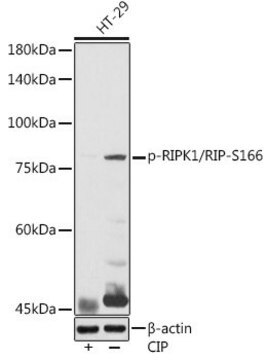 Anti-Phospho-RIPK1/RIP-S166 antibody produced in rabbit