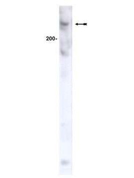 Anti-ATM-Antikörper, Klon AM9 ascites fluid, clone AM9, Upstate&#174;