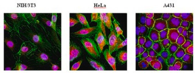 Anti-Cytoplasmic FMR1-interacting protein 1 Antibody from rabbit, purified by affinity chromatography