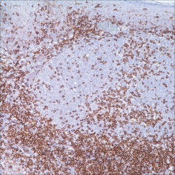 CD4 (SP35) Rabbit Monoclonal Antibody