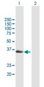 Anti-GEM antibody produced in mouse purified immunoglobulin, buffered aqueous solution