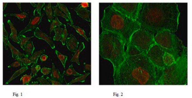 Anti-RNA polymerase II Antibody, clone CTD4H8, Ascites Free clone CTD4H8, from mouse