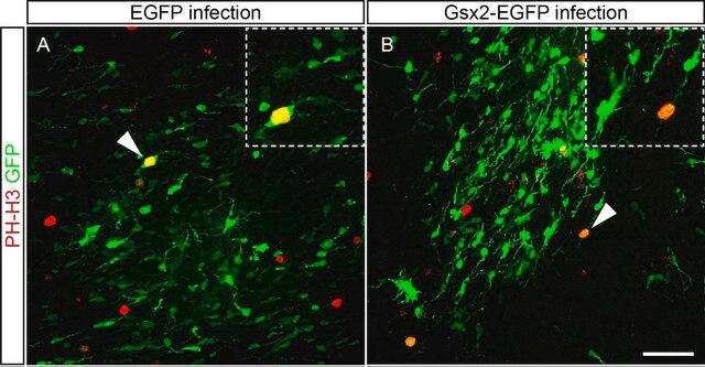 Anti-Phospho-Histon H3 (Ser10)-Antikörper, Mitosemarker Upstate&#174;, from rabbit