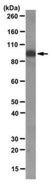 Anti-ICBP90/UHRF1-Antikörper, Klon&nbsp;1RC1C-10 ascites fluid, clone 1RC-1C10, from mouse