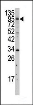 ANTI-MYLK3(N-TERMINAL) antibody produced in rabbit IgG fraction of antiserum, buffered aqueous solution