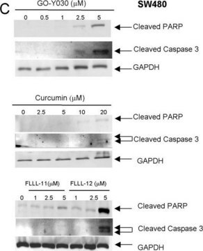 Anti-Glyceraldehyd-3-phosphat-dehydrogenase-Antikörper, Klon 6C5 clone 6C5, Chemicon&#174;, from mouse