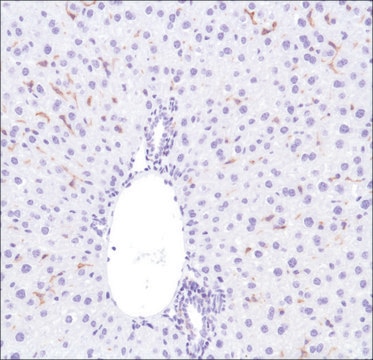 Anti-F4/80 antibody, Rabbit monoclonal clone SP115, recombinant, expressed in proprietary host, affinity isolated antibody