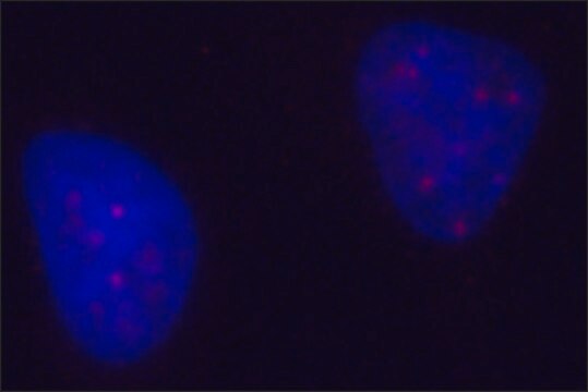 Anti-PML antibody, Mouse monoclonal clone PML-97, purified from hybridoma cell culture