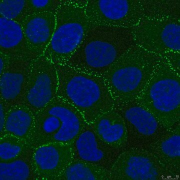 Anti-Desmoplakin Antibody, clone 20B6 clone 20B6, from mouse