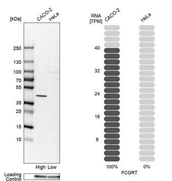 Anti-FCGRT antibody produced in rabbit Prestige Antibodies&#174; Powered by Atlas Antibodies, affinity isolated antibody, buffered aqueous glycerol solution