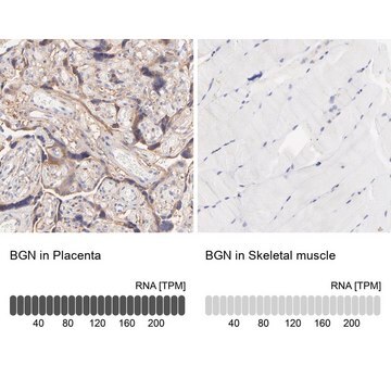 Anti-BGN antibody produced in rabbit Prestige Antibodies&#174; Powered by Atlas Antibodies, affinity isolated antibody, buffered aqueous glycerol solution