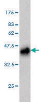 Monoclonal Anti-PLAG1 antibody produced in mouse clone 3B7, purified immunoglobulin, buffered aqueous solution