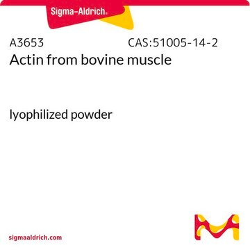 Actin from bovine muscle lyophilized powder