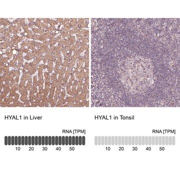 Anti-HYAL1 antibody produced in rabbit Prestige Antibodies&#174; Powered by Atlas Antibodies, affinity isolated antibody, buffered aqueous glycerol solution