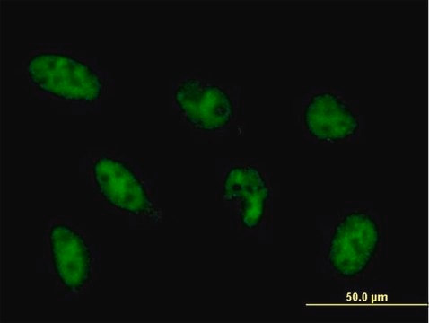 Monoclonal Anti-NFYB antibody produced in mouse clone 6E4, purified immunoglobulin, buffered aqueous solution