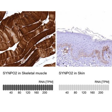 Anti-SYNPO2 antibody produced in rabbit Prestige Antibodies&#174; Powered by Atlas Antibodies, affinity isolated antibody, buffered aqueous glycerol solution