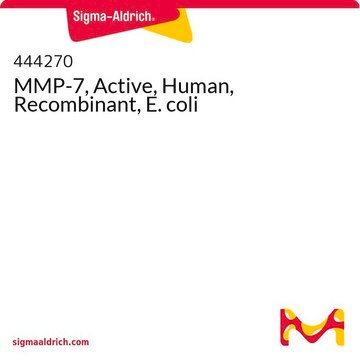 MMP-7, Active, Human, Recombinant, E. coli