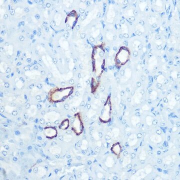 Anti-Aquaporin-4 (AQP4) antibody produced in rabbit