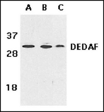 Anti-DEDAF-Antikörper Chemicon&#174;, from rabbit