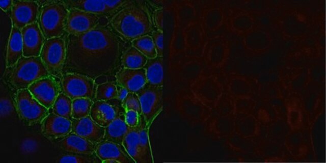 Anti-&#945;-Tubulin Antibody, clone DM1A, Alexa Fluor&#8482; 647 conjugate clone DM1A, from mouse, ALEXA FLUOR&#8482; 647