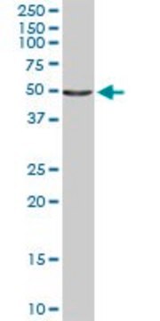 Anti-IL6R antibody produced in rabbit purified immunoglobulin, buffered aqueous solution