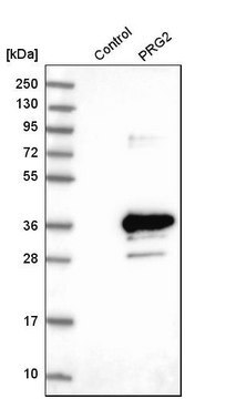 Anti-PRG2 antibody produced in rabbit Prestige Antibodies&#174; Powered by Atlas Antibodies, affinity isolated antibody, buffered aqueous glycerol solution