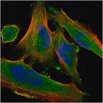 Anti-DLK1-Antikörper, Klon&nbsp;3A10 ascites fluid, clone 3A10, from mouse