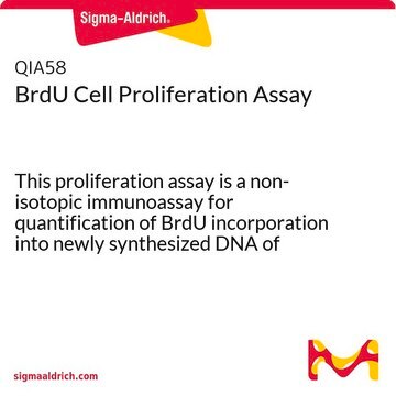 BrdU Cell Proliferation Assay This proliferation assay is a non-isotopic immunoassay for quantification of BrdU incorporation into newly synthesized DNA of actively proliferating cells.