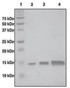 Histone H4 (1-103) human recombinant, expressed in E. coli, &#8805;95% (SDS-PAGE)