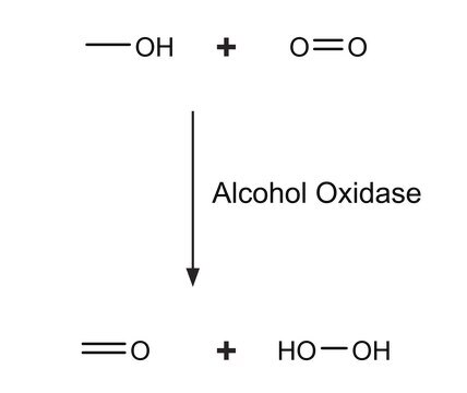 Alkohol-Oxidase aus Candida boidinii lyophilized powder, 5-15&#160;units/mg protein