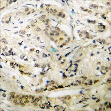 Anti-phospho-p47 phox (pSer345) antibody produced in rabbit affinity isolated antibody