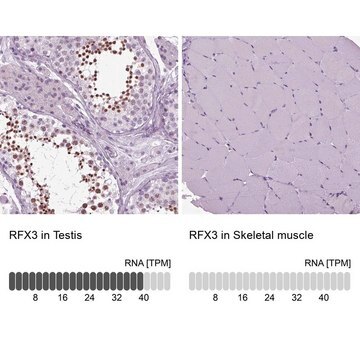 Anti-RFX3 antibody produced in rabbit Prestige Antibodies&#174; Powered by Atlas Antibodies, affinity isolated antibody, buffered aqueous glycerol solution