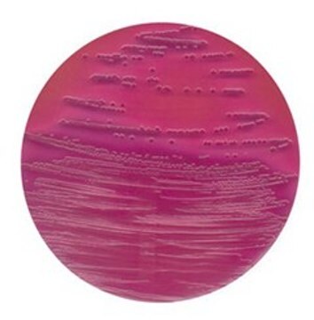 Violet Red Bile Agar suitable for microbiology, NutriSelect&#174; Plus