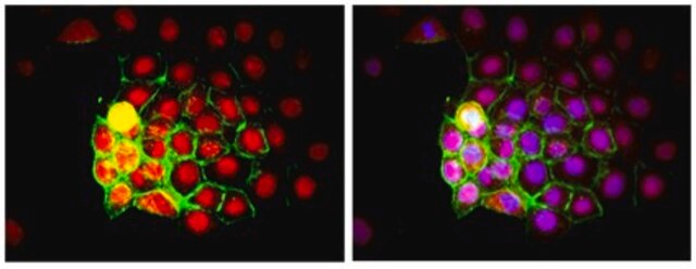 Anti-Human Nuclei Antibody, clone 235-1, Biotin Conjugate clone 235-1, from mouse, biotin conjugate