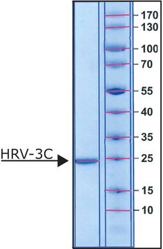 HRV-3C Protease. N-Terminal His tagged recombinant protein, aqueous solution, 0.8-1.2&#160;mg/mL