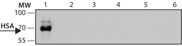 Anti-Human Serum Albumin antibody, Mouse monoclonal clone HSA-11, purified from hybridoma cell culture