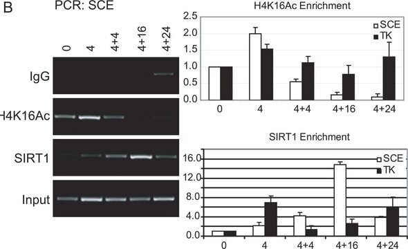 Anti-acetyl-Histon H4 (Lys16)-Antikörper Upstate&#174;, from rabbit