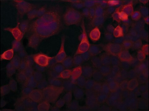 Anti-Importin 5 (N-terminal) antibody produced in rabbit ~1.0&#160;mg/mL, affinity isolated antibody