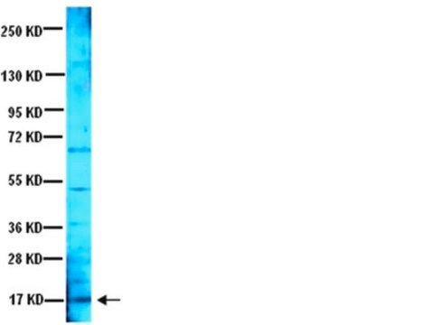 Anti-Brain Derived Neurotrophic Factor Antibody serum, Chemicon&#174;