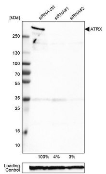 Monoklonales Anti-ATRX in Maus hergestellte Antikörper Prestige Antibodies&#174; Powered by Atlas Antibodies, clone CL0537, purified immunoglobulin, buffered aqueous glycerol solution