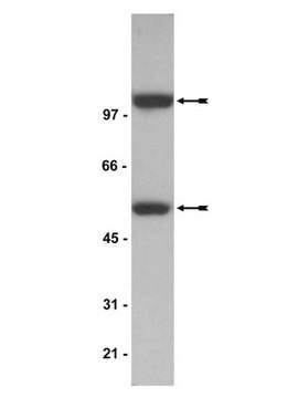 Anti-NF&#954;B p52 Antibody Upstate&#174;, from mouse