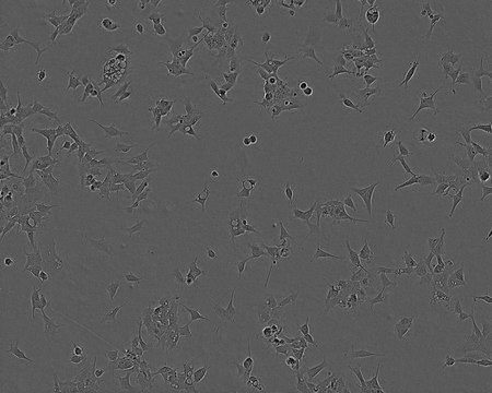 293 Cell Line human from human kidney(embryonic), 85120602