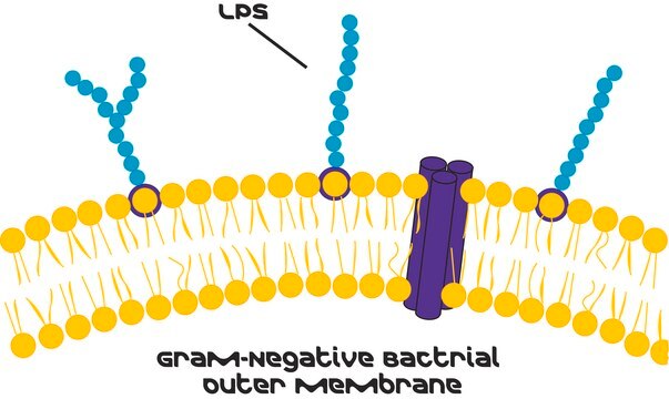 Lipopolysaccharide aus Escherichia coli O111:B4 &#947;-irradiated, BioXtra, suitable for cell culture