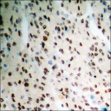 Anti-phospho-SREBP-1 (pSer439) antibody produced in rabbit affinity isolated antibody