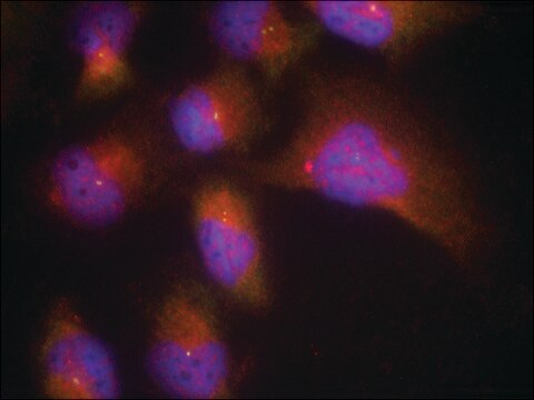 Anti-phospho-NTRK2 (pTyr515) antibody produced in rabbit affinity isolated antibody