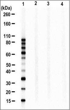 Anti-Lineares Ubiquitin-Antikörper, Klon LUB9 clone LUB9, from mouse